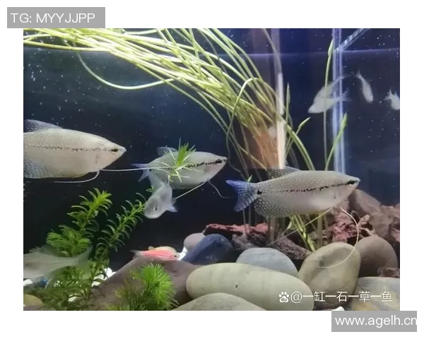 今日趣图：探讨鱼缸中的咸水鱼与淡水鱼共存的可能性与挑战